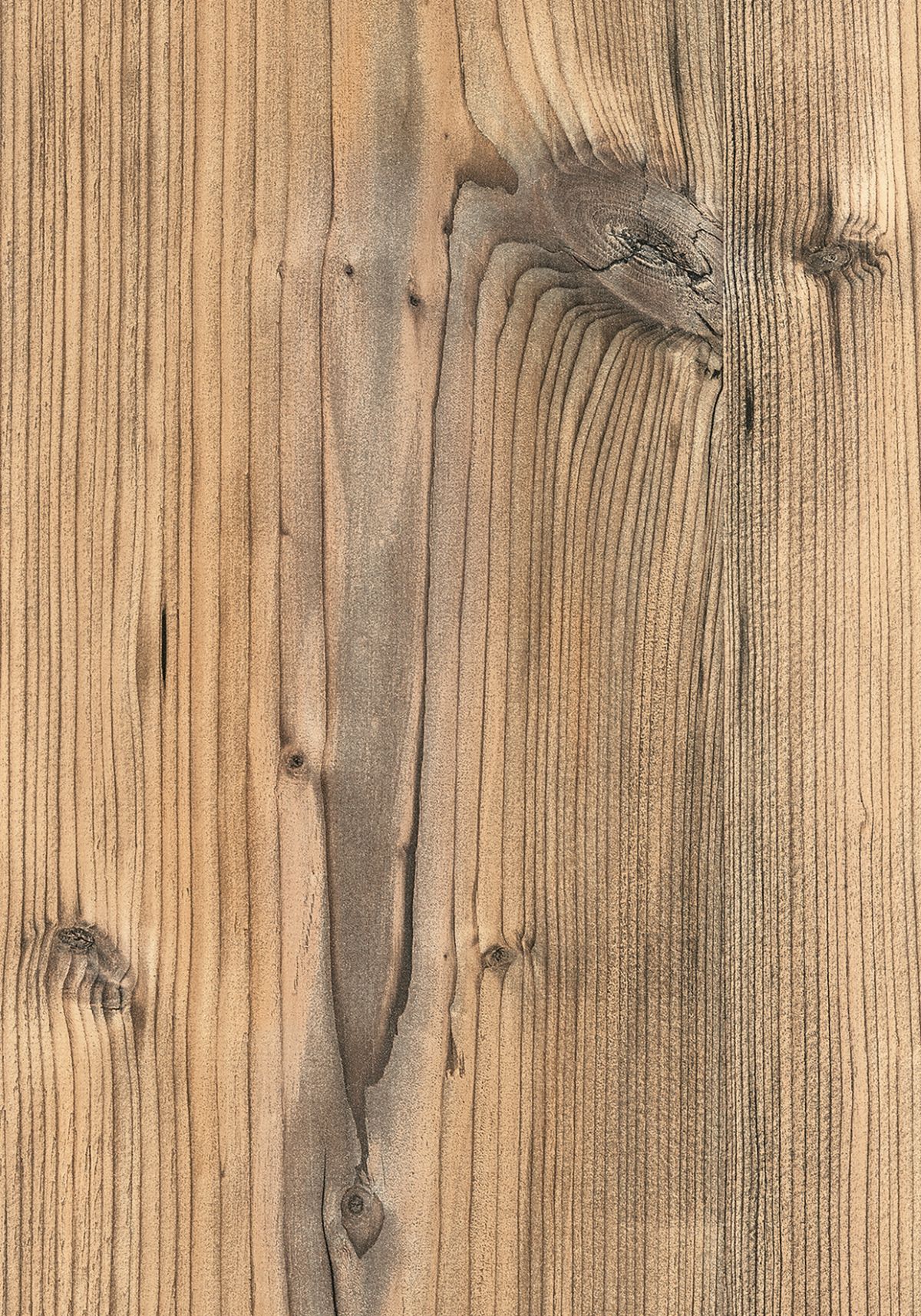 0921 Brown Silver Fir