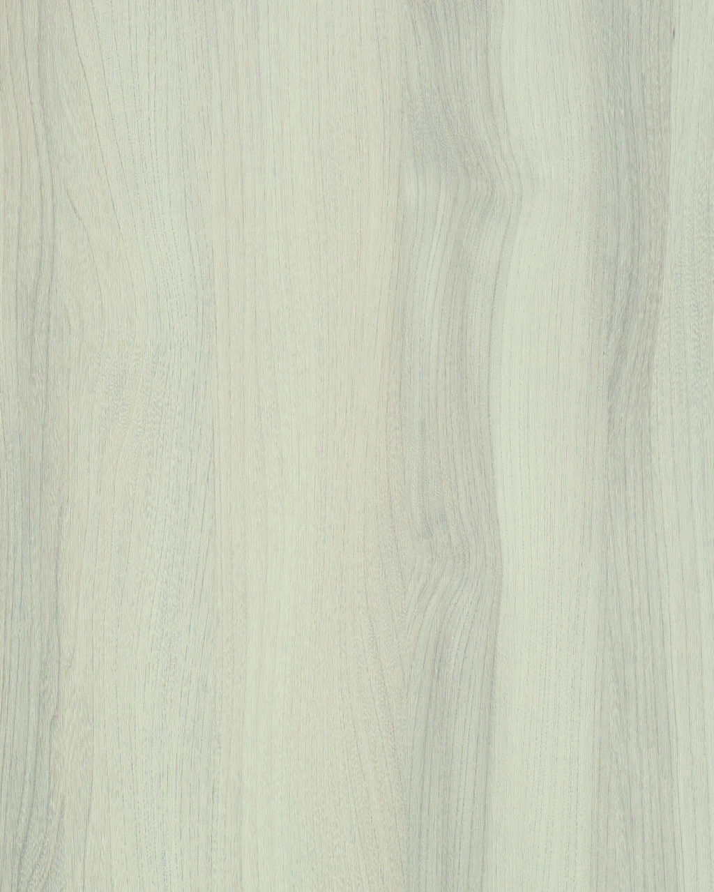 4060 Quebec Elm